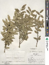 Ilex triflora var. kanehirai image