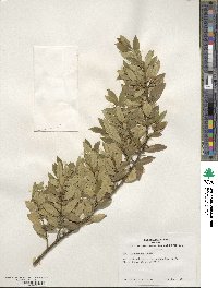 Ilex triflora var. kanehirai image