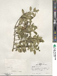 Ilex triflora var. kanehirai image