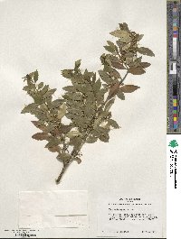 Ilex triflora image