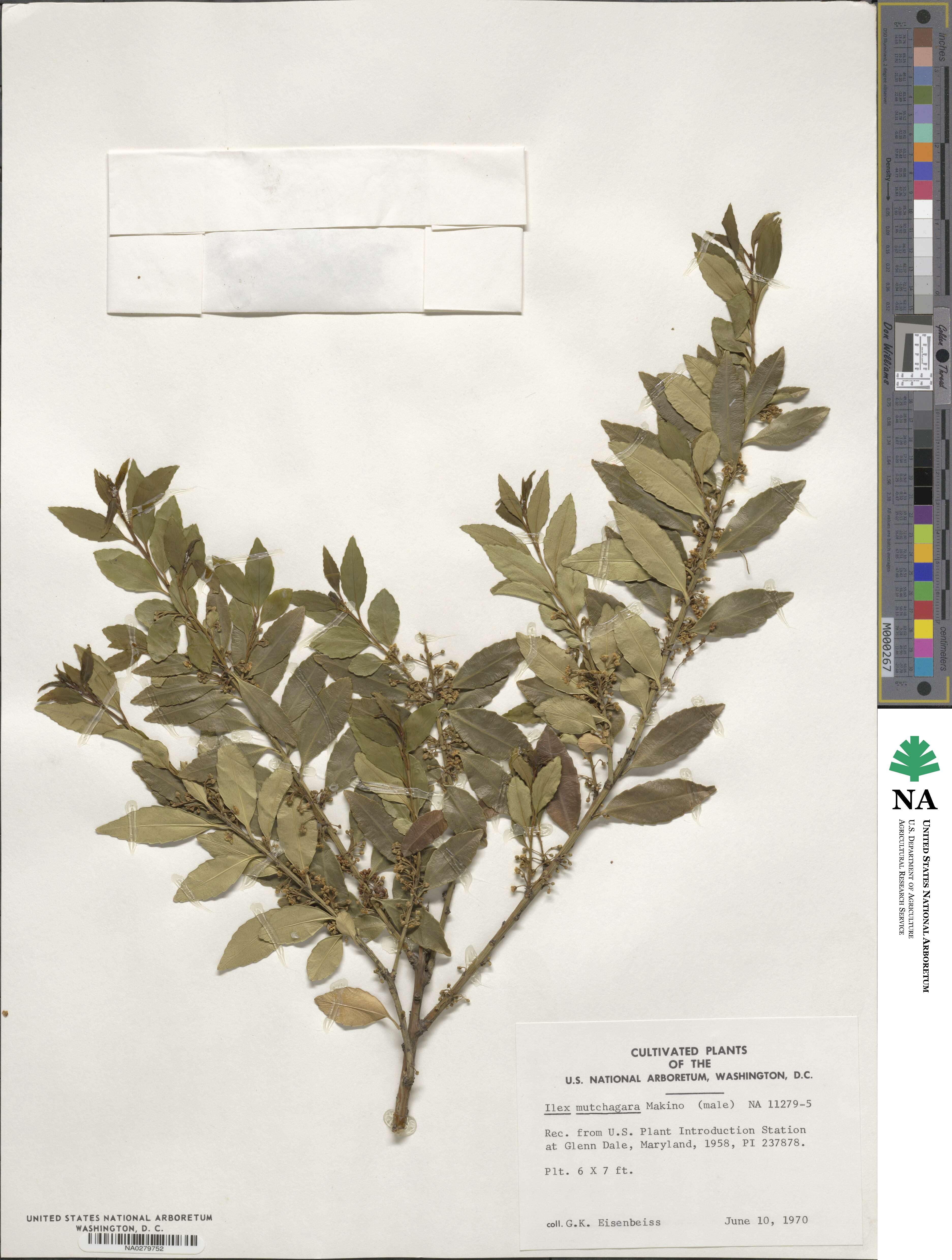 Ilex triflora image