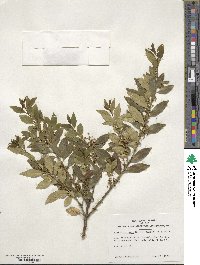 Ilex triflora var. kanehirai image