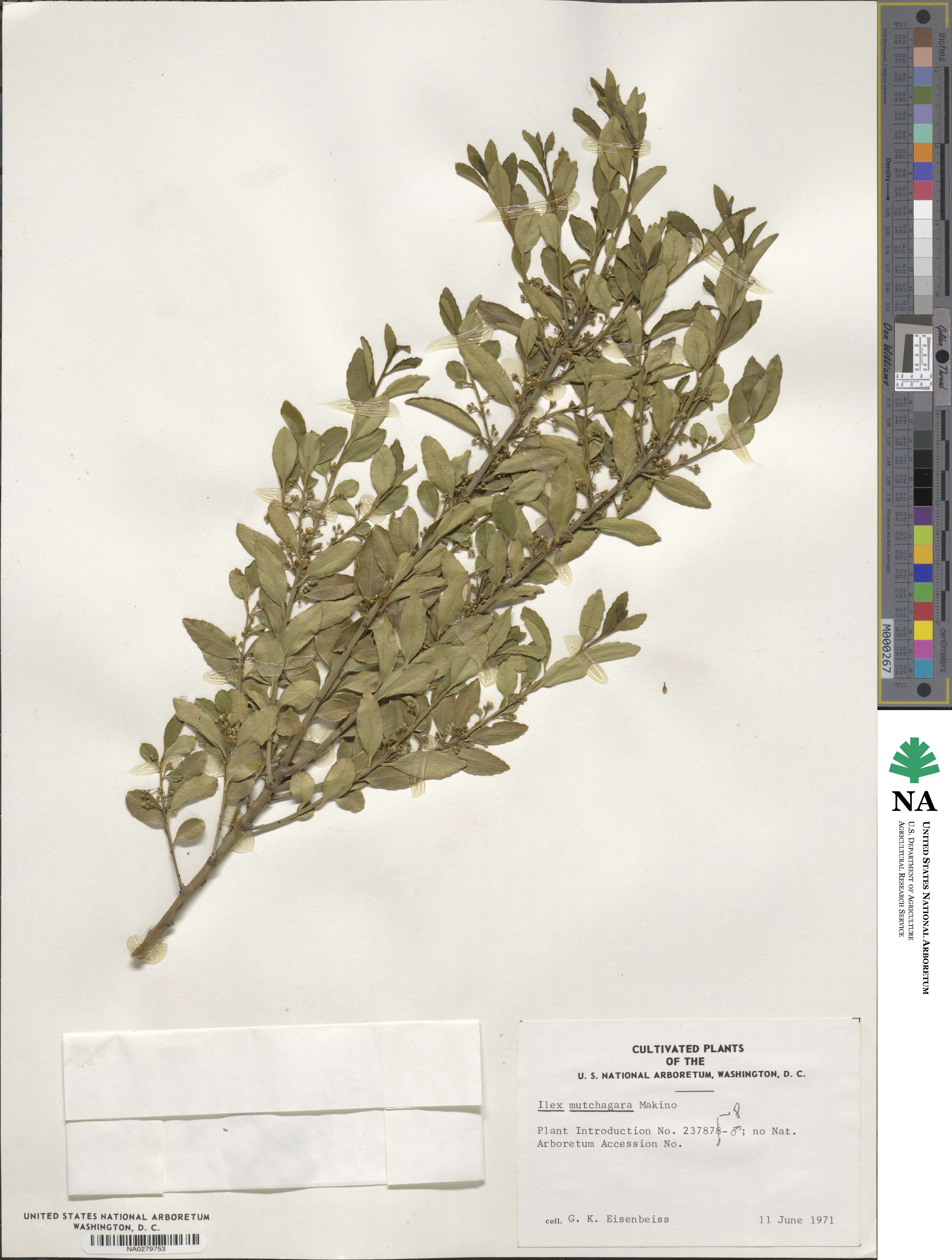 Ilex triflora image