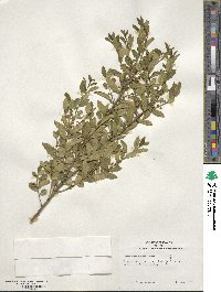 Ilex triflora image