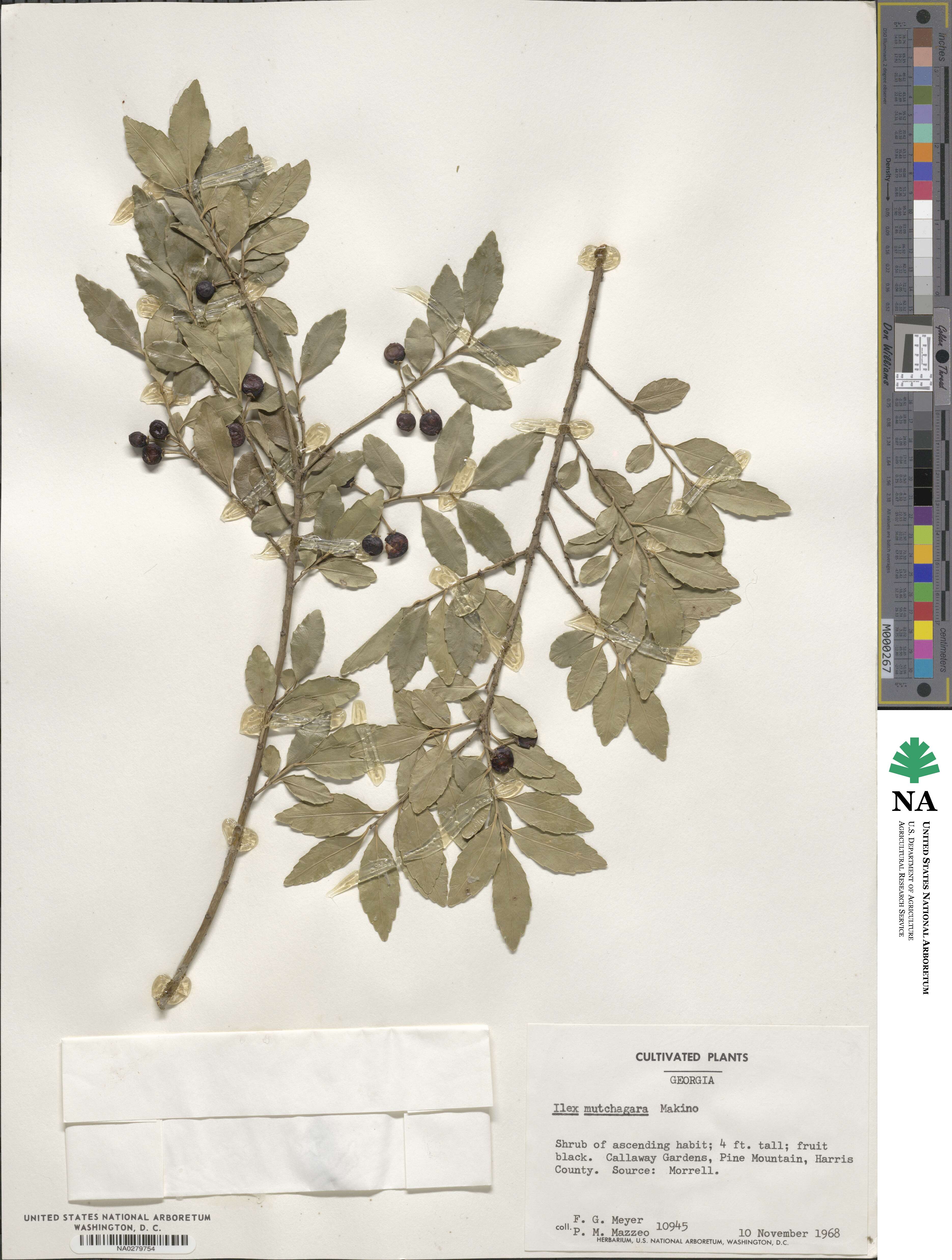 Ilex triflora image