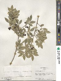 Ilex triflora var. kanehirai image