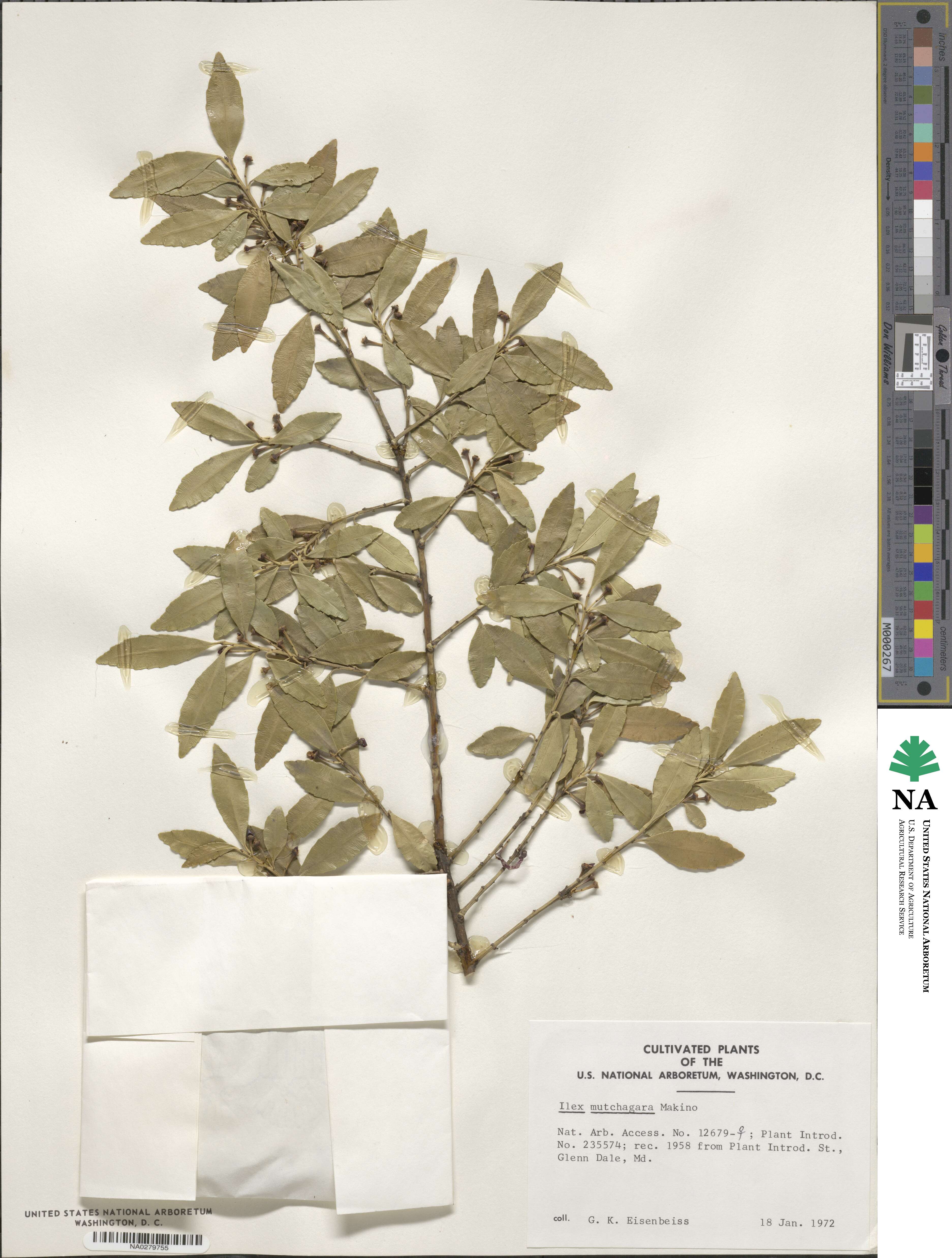 Ilex triflora image