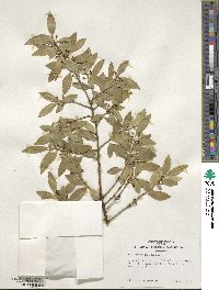 Ilex triflora image