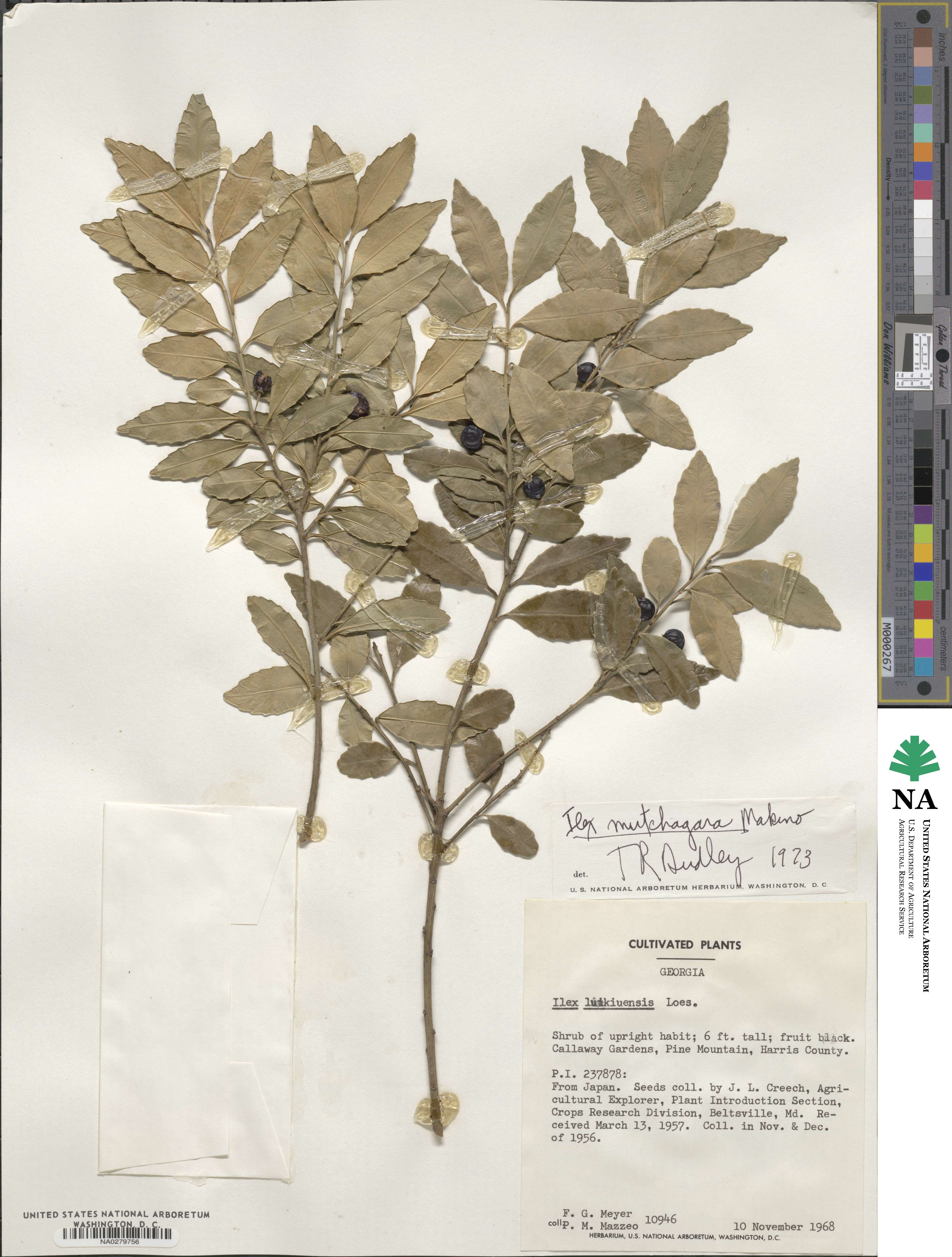 Ilex triflora image