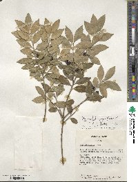 Ilex triflora image