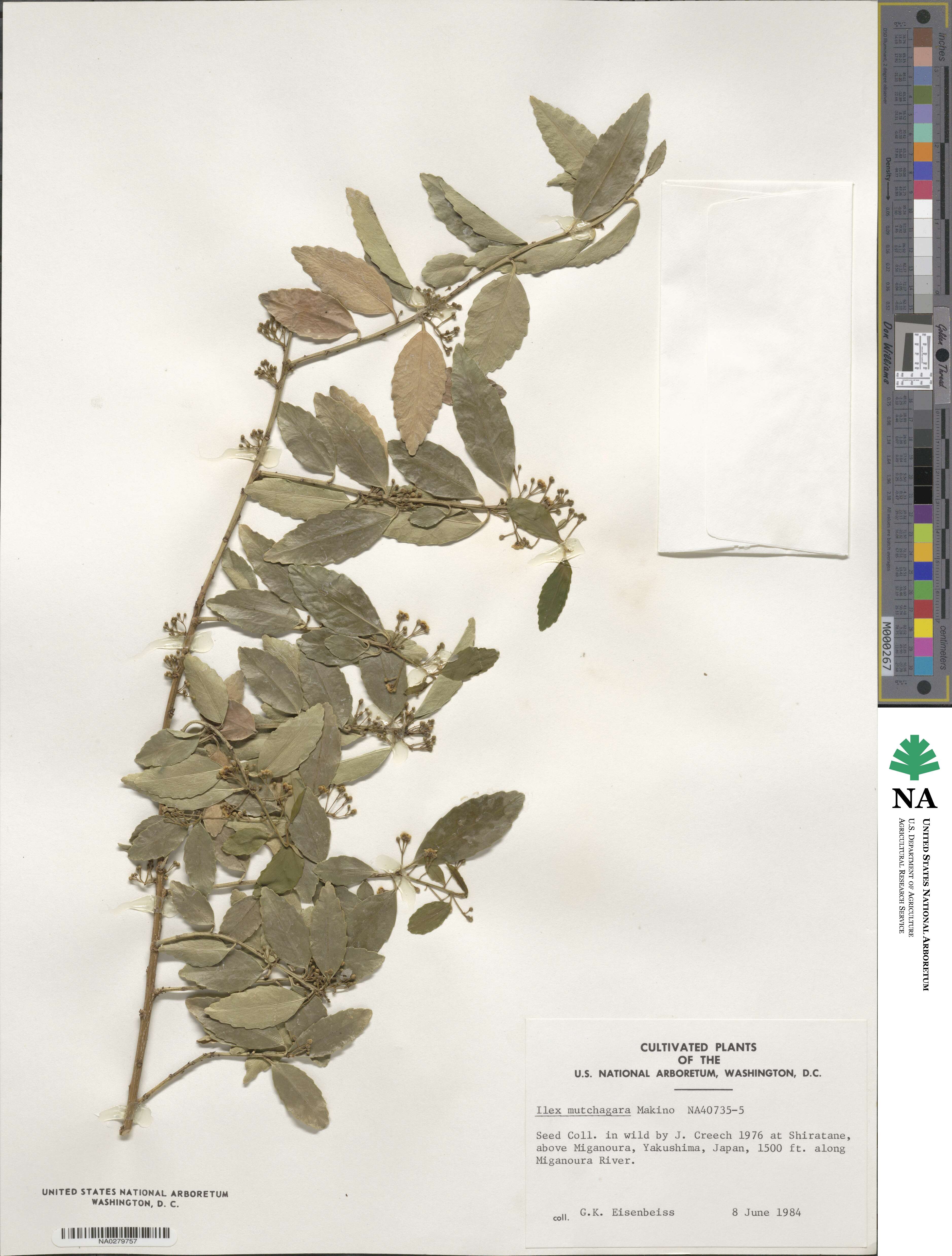 Ilex triflora var. kanehirai image