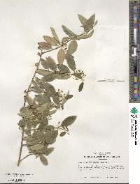 Ilex triflora image