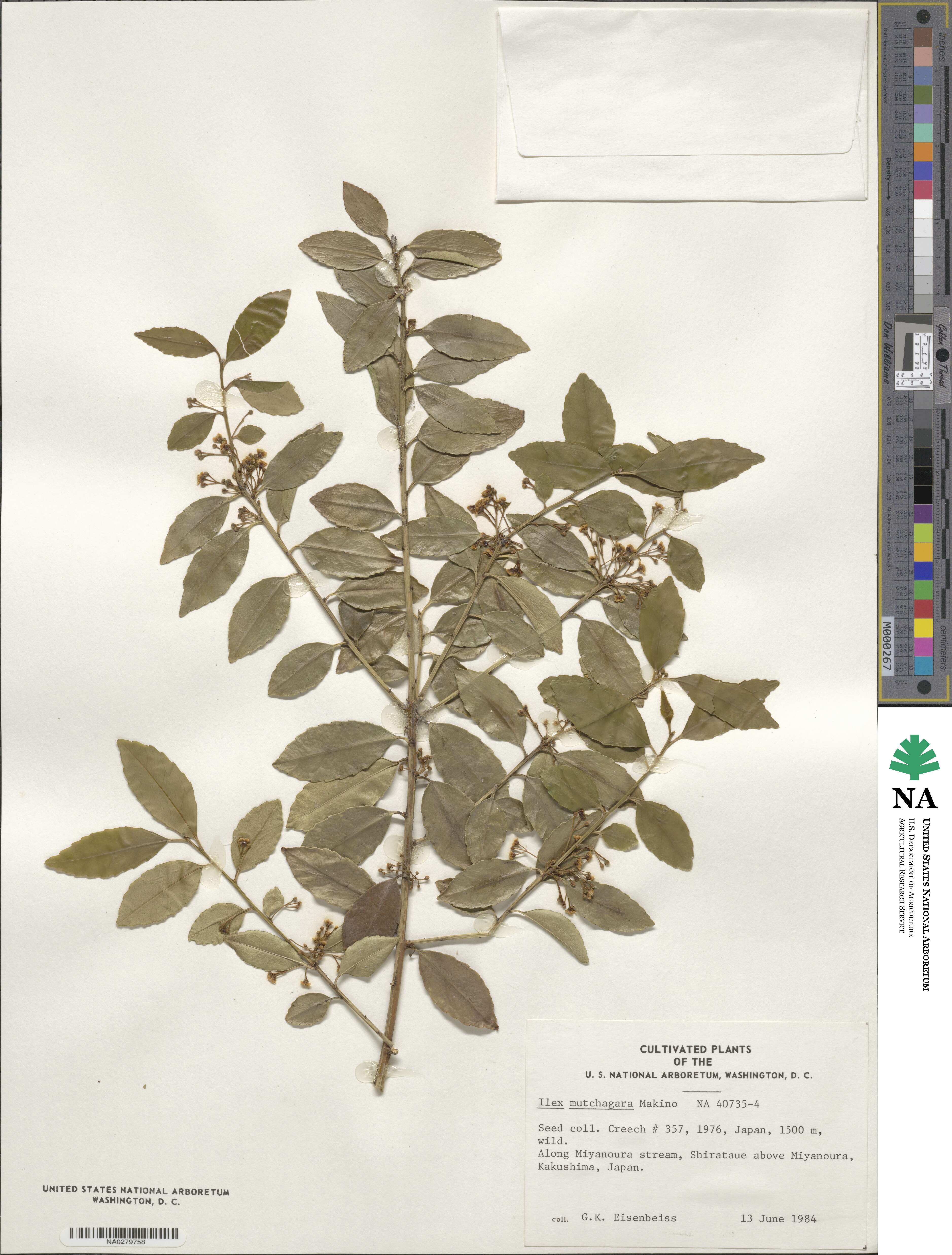 Ilex triflora var. kanehirai image