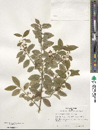 Ilex triflora image