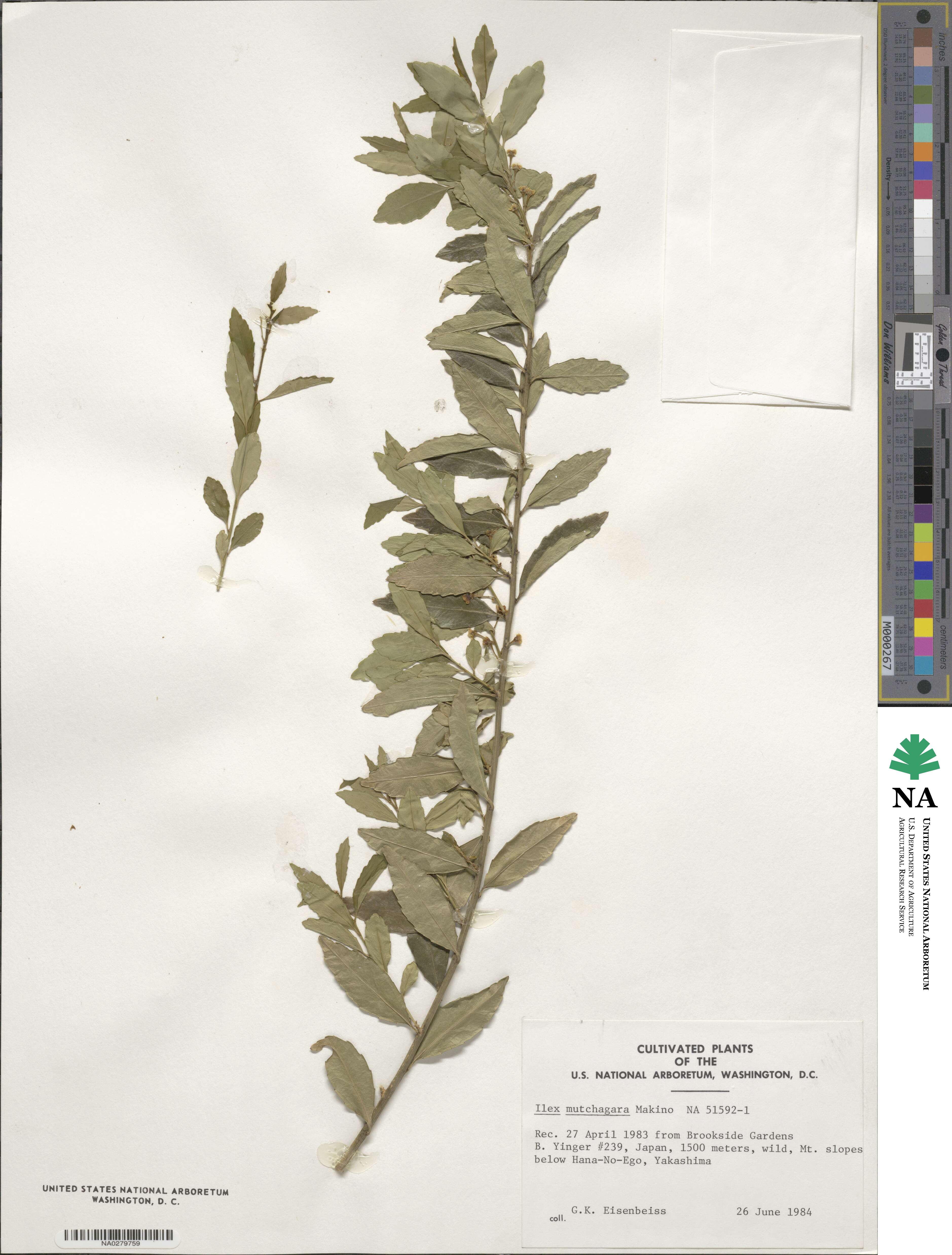 Ilex triflora var. kanehirai image