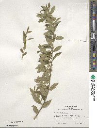 Ilex triflora image