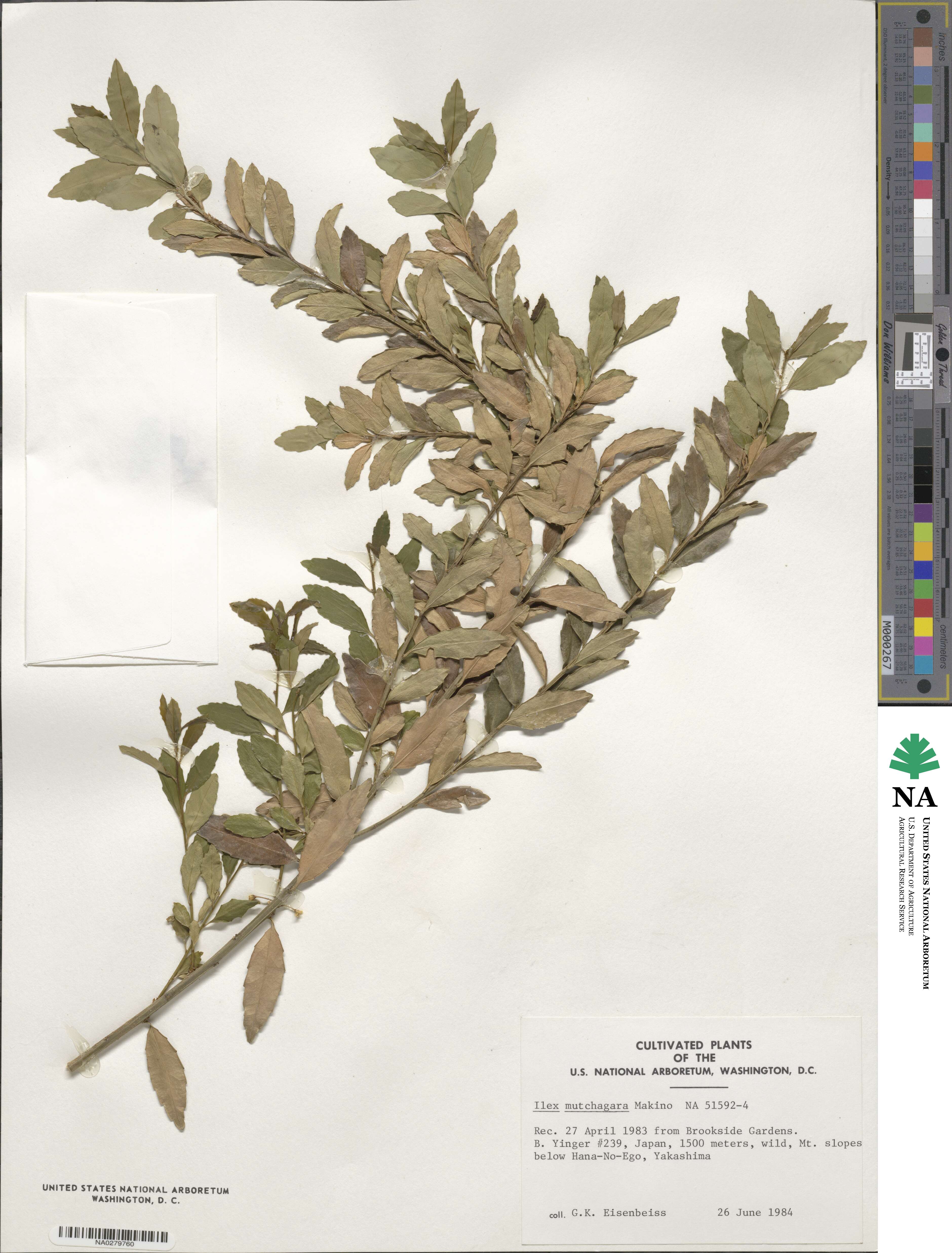 Ilex triflora image