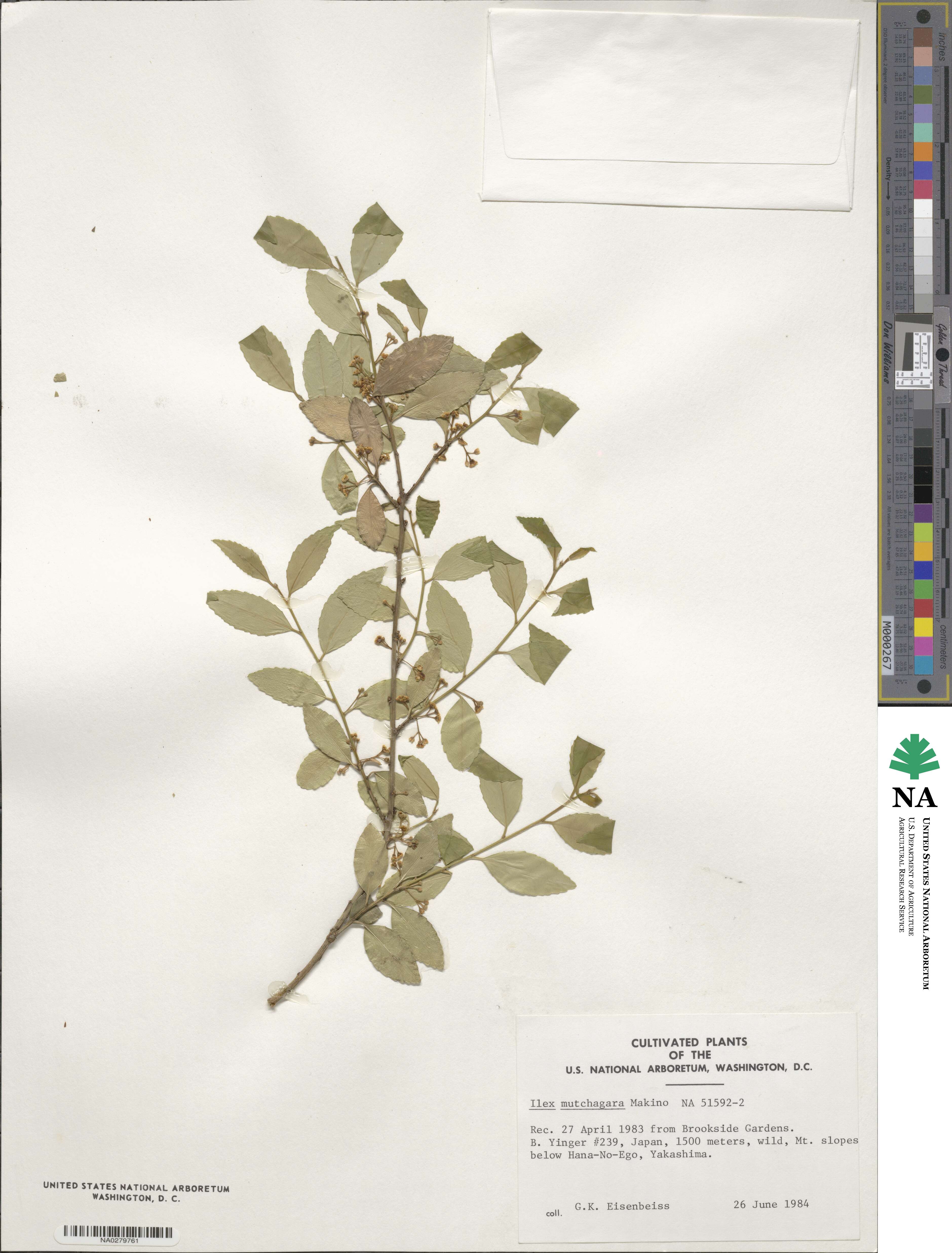 Ilex triflora image