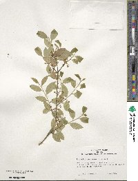 Ilex triflora var. kanehirai image