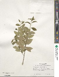 Ilex triflora image