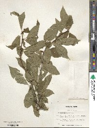 Ilex montana image