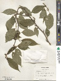 Ilex montana image