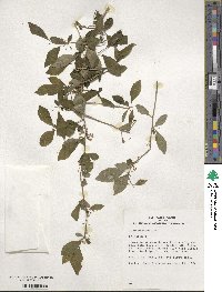 Ilex montana image