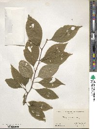 Ilex montana image