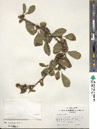 Ilex montana image