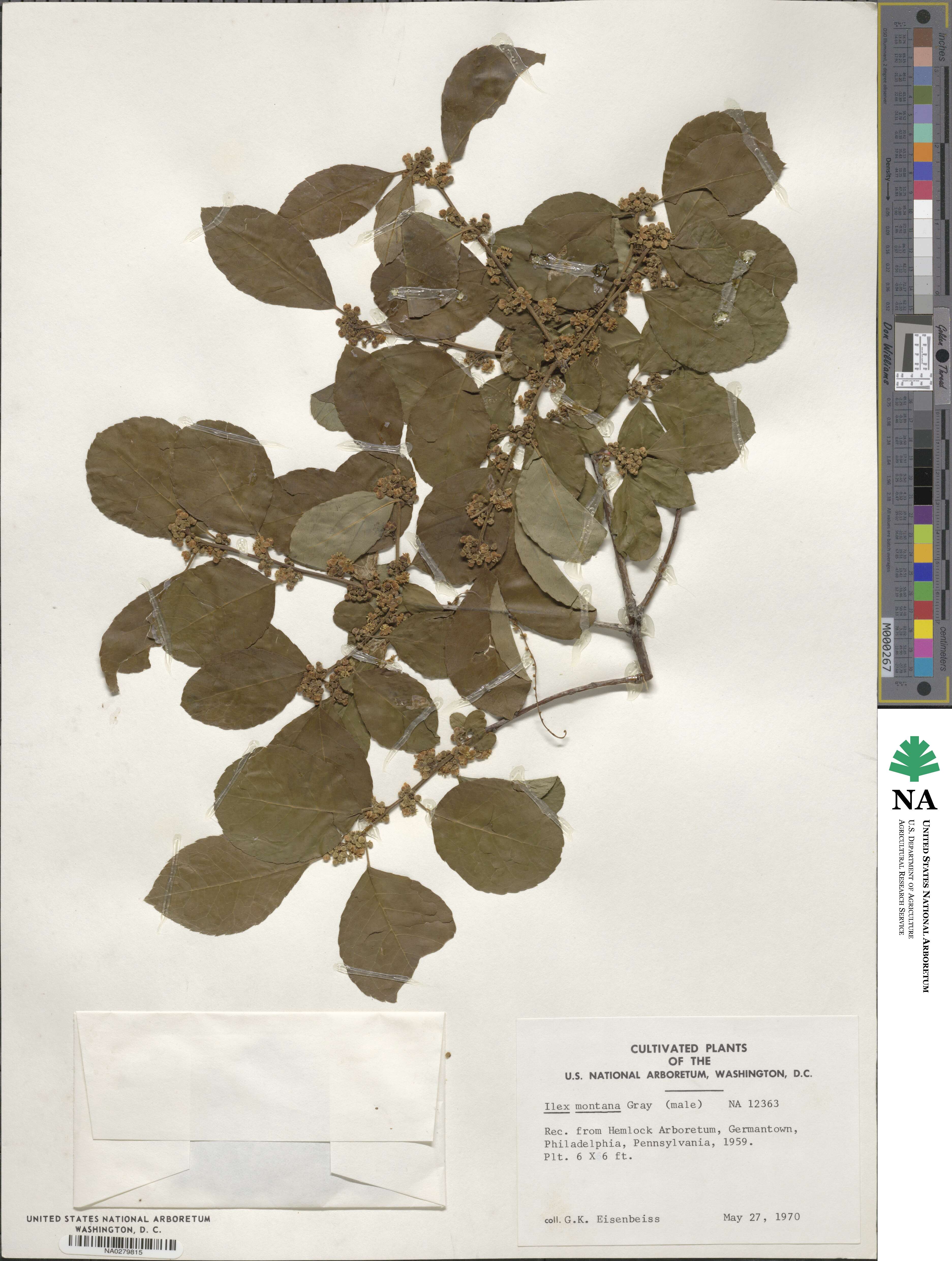 Ilex montana image