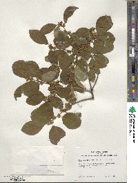 Ilex montana image