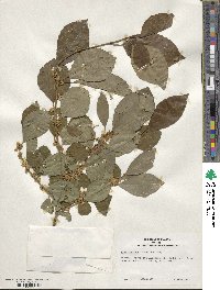 Ilex montana image