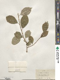 Ilex montana image