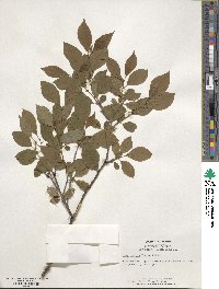 Ilex montana image