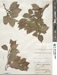 Ilex montana image