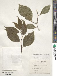 Ilex montana image