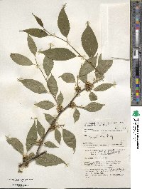 Ilex montana image