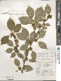 Ilex montana image