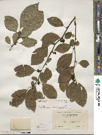 Ilex montana image