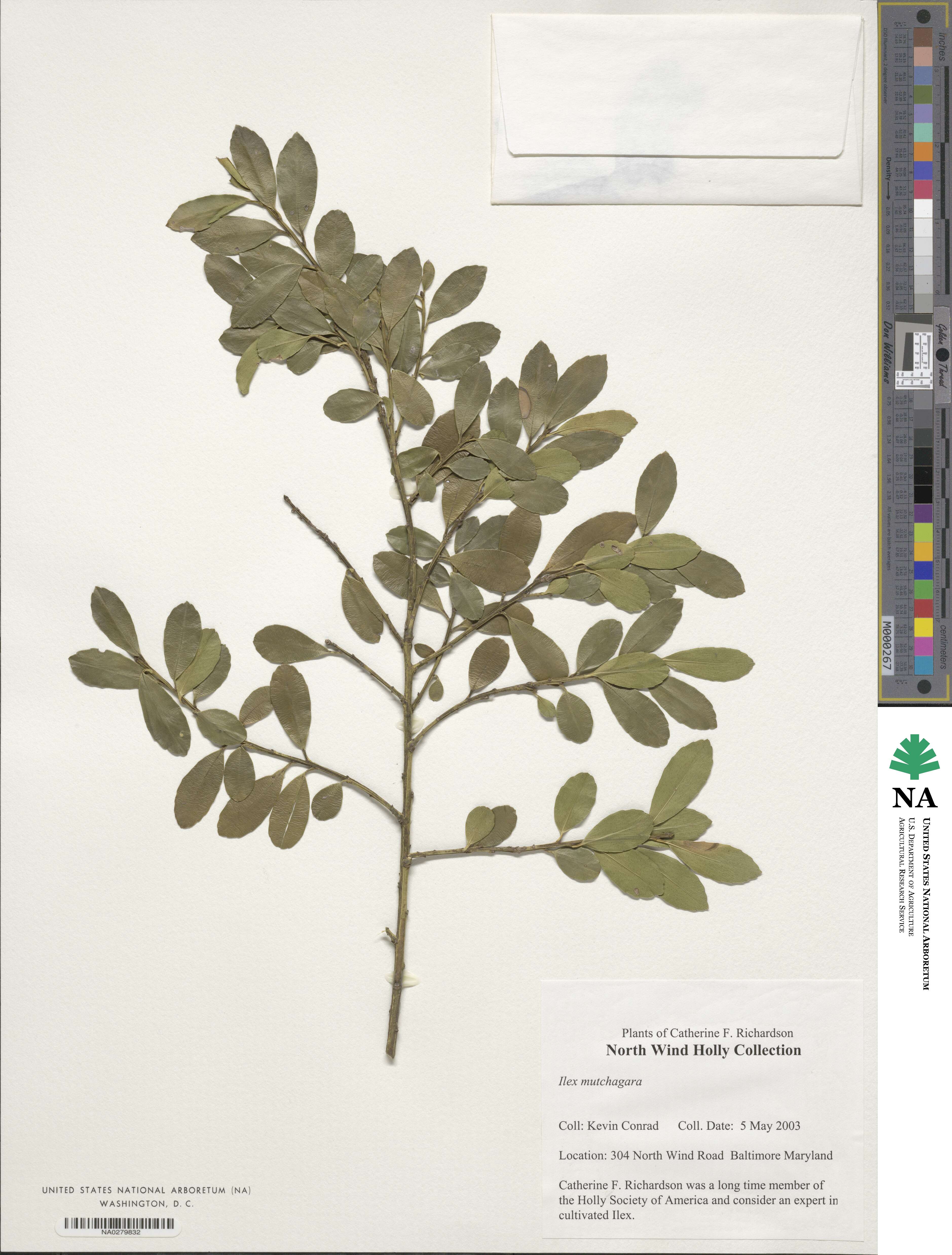 Ilex triflora var. kanehirai image