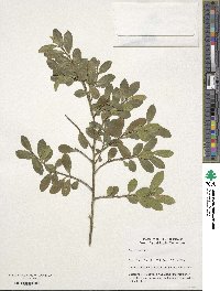 Ilex triflora image