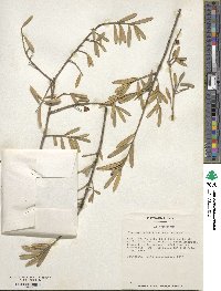 Ilex myrtifolia image