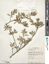 Ilex myrtifolia image