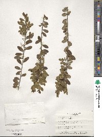 Ilex myrtifolia image