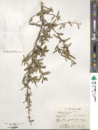 Ilex myrtifolia image