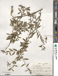 Ilex myrtifolia image