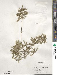 Ilex myrtifolia image