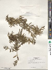 Ilex myrtifolia image