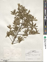 Ilex myrtifolia image