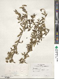 Ilex myrtifolia image